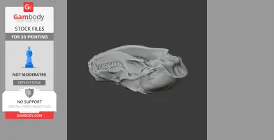 Coati Skull