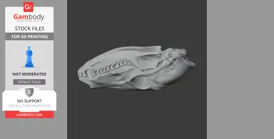 Coati Skull