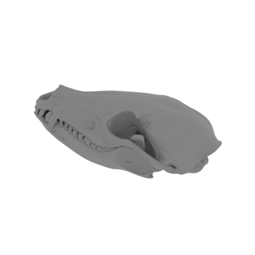 Coati Skull.stl