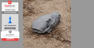 Coati Skull
