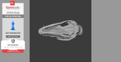 Coati Skull
