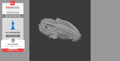 Coati Skull