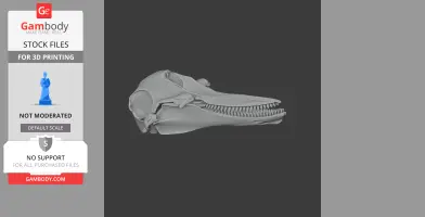 Common Bottlenose Dolphin Skull