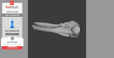 Common Bottlenose Dolphin Skull