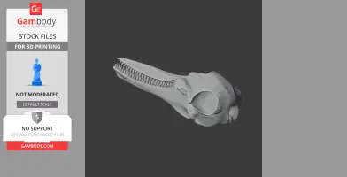 Common Bottlenose Dolphin Skull