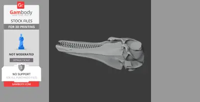 Common Bottlenose Dolphin Skull