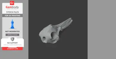 Common Bottlenose Dolphin Skull