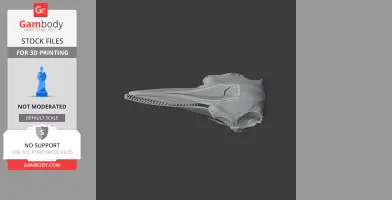 Common Bottlenose Dolphin Skull