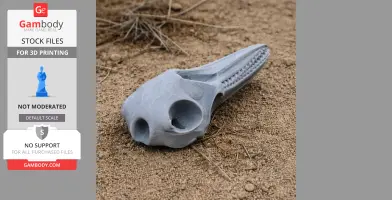 Common Bottlenose Dolphin Skull