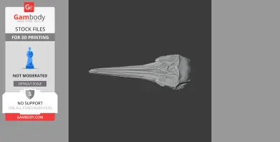 Common Dolphin Skull