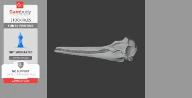 Common Dolphin Skull