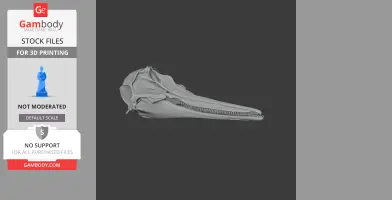 Common Dolphin Skull