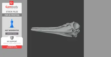 Common Dolphin Skull