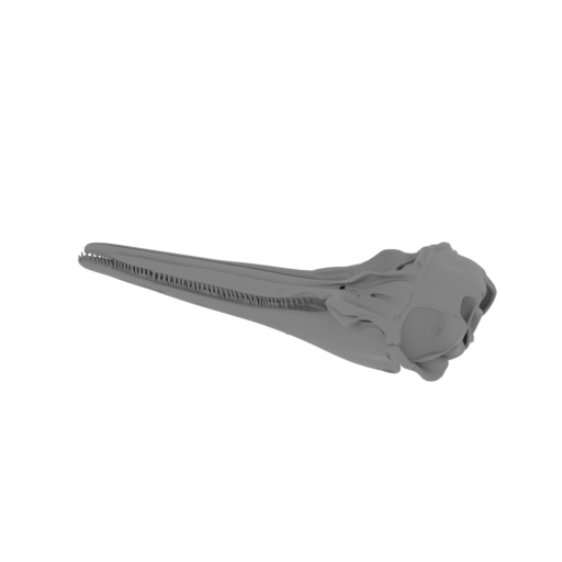 Common Dolphin Skull.stl