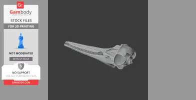 Common Dolphin Skull