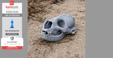 Common Seal Skull