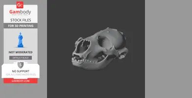 Common Seal Skull