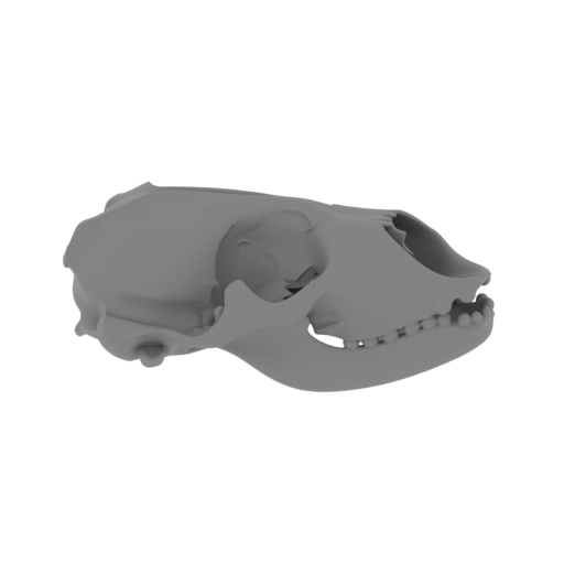 Common Seal Skull.stl