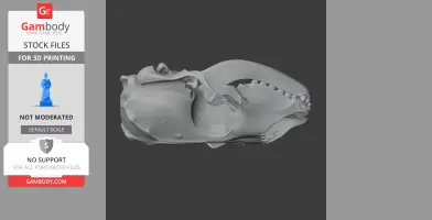 Common Seal Skull