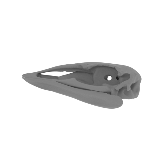 Aepyornis maximus Skull.stl