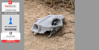 African Pygmy Hedgehog Skull