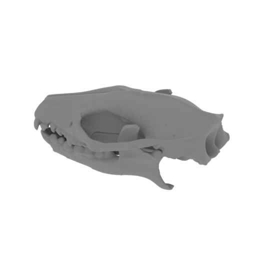 African Pygmy Hedgehog Skull.stl