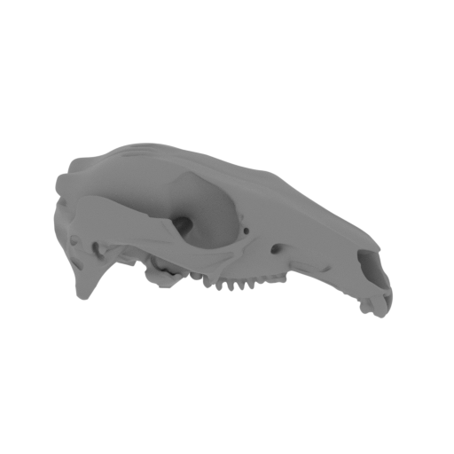 Agile Wallaby Skull.stl