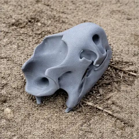 Aldabra Tortoise Skull