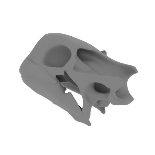 Aldabra Tortoise Skull.stl
