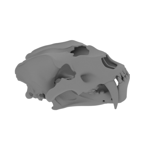 Amphimachairodus Skull.stl