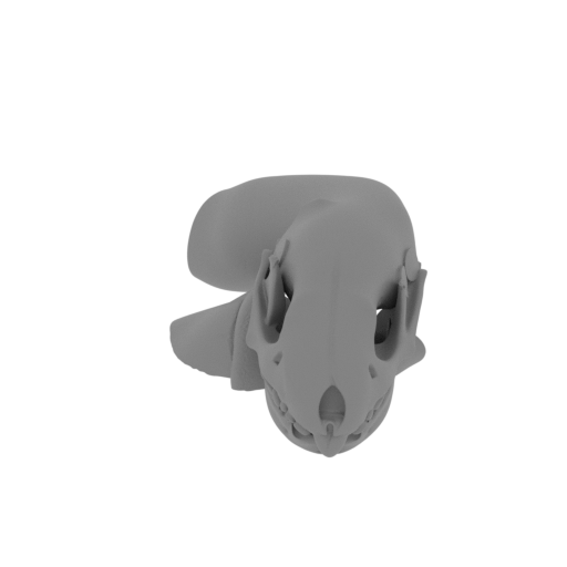 Amur Hedgehog Skull.stl