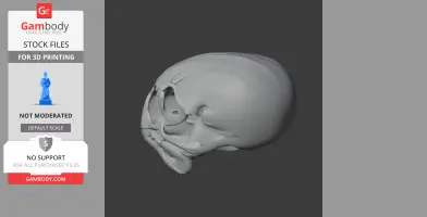 Anomalopteryx didiformis Skull