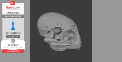 Anomalopteryx didiformis Skull