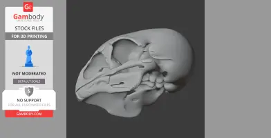Anomalopteryx didiformis Skull