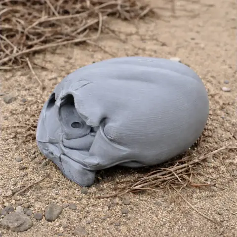 Anomalopteryx didiformis Skull