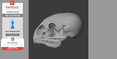 Anomalopteryx didiformis Skull