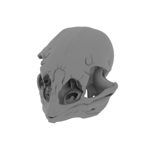 Anomalopteryx didiformis Skull.stl