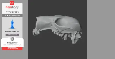 Antilopine Kangaroo Skull