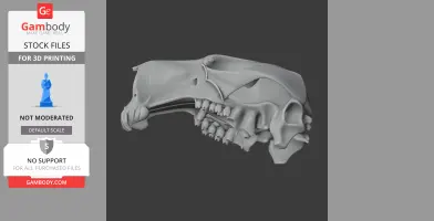Antilopine Kangaroo Skull