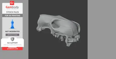 Antilopine Kangaroo Skull