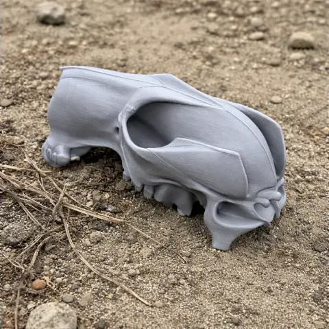 Antilopine Kangaroo Skull
