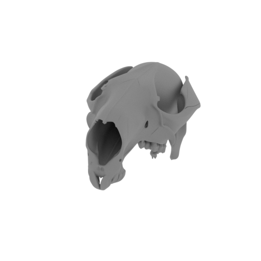 Antilopine Kangaroo Skull.stl