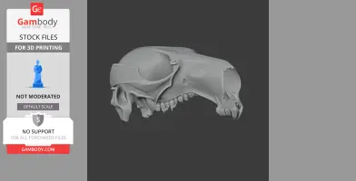 Antilopine Kangaroo Skull