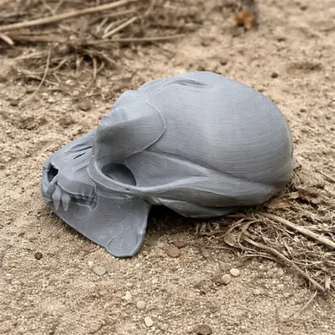 Apidium Skull
