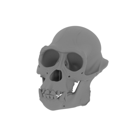 Apidium Skull.stl