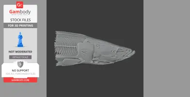 Arapaima gigas Skull