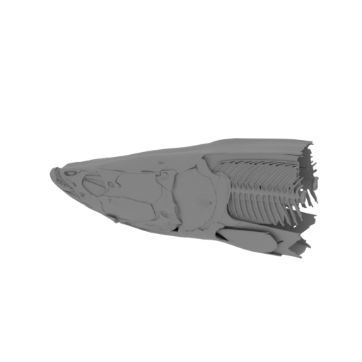 Arapaima gigas Skull.stl