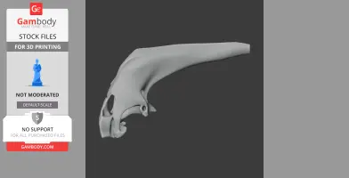 Araripesuchus Skull