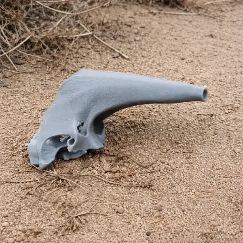 Araripesuchus Skull