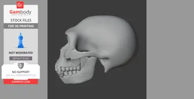 Ardipithecus Skull
